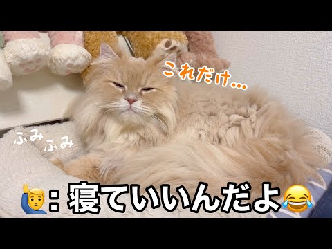 猫語でママと会話する猫と、眠すぎて目がしょぼしょぼな猫が可愛すぎた サムネイル