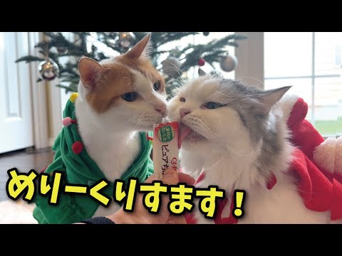 みなさんはっぴーめりーくりすますやでぇ〜！🌲 サムネイル