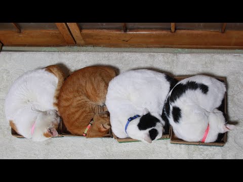 こたつのねこたちLIVE配信　　2026年1月9日 サムネイル