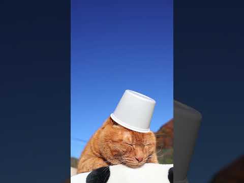 しろぼう　260110　のせ猫　 cat cute ねこ　 猫のいる暮らし　 ネコ　 kitty　 cutecat… サムネイル