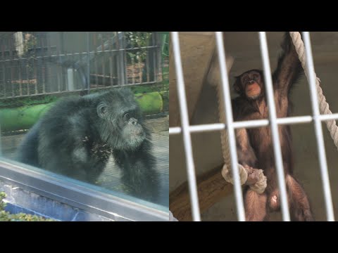 また始まった。ゲンキとカムイのディスプレイ合戦　日本平動物園　チンパンジー　202512 サムネイル