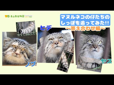 【東山動植物園公式】マヌルネコの仔たちのしっぽを追ってみた!!〜答え合わせ編〜《 マヌルネコ 》 サムネイル