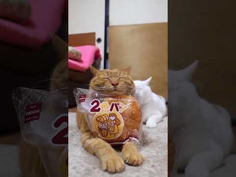 2色パン オリオンベーカリー　260110　のせ猫　オリオンベーカリー　 cat cute ねこ　 猫のいる暮らし… サムネイル