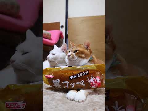 黒コッペ　クリームサンド　260108　のせ猫　 cat cute ねこ　 猫　 ネコ　 猫のいる暮らし　 cutec… サムネイル