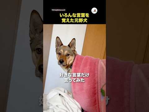 いろんな言葉を覚えた元野犬｜PECO サムネイル