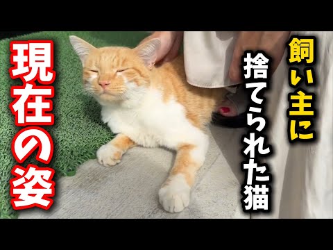 飼い主から隣町に捨てられた猫に会いに行ってきました サムネイル