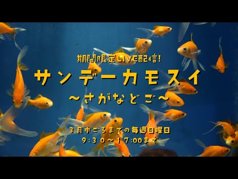 期間限定LVE配信！ サンデーカモスイ ～さがなどご～ サムネイル