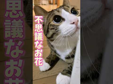 球太の魔法？cats shorts 球太 サムネイル