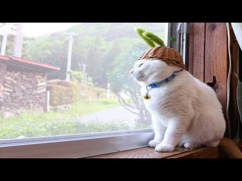 クマシデ　のせ猫　260627