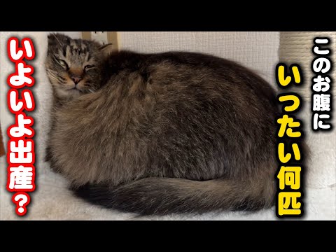 張り裂けそうなお腹に何匹？妊婦猫いよいよ出産？ サムネイル