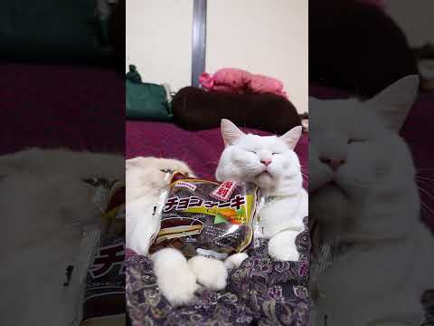 復刻チョコケーキ 　260102　のせ猫　 cat ねこ ネコ　 猫のいる暮らし　 cute　 猫　 猫のいる生活… サムネイル