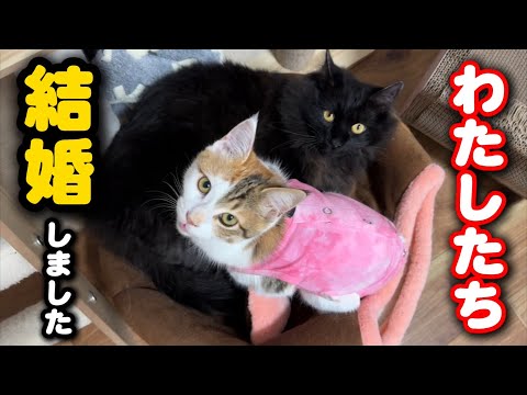 一緒に譲渡される猫たちの結婚を認めました サムネイル