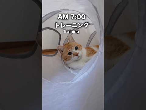 元野良猫の1日｜A Former Stray’s Day 元野良猫チャチャ 猫のいる暮らし formerstrayca… サムネイル