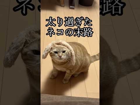 太り過ぎたネコの末路 アメショ cat うめ サムネイル