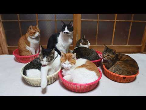 6匹のかご猫　　260517