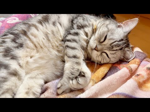 夢の中でふみふみしてるあいちゃん。 サムネイル