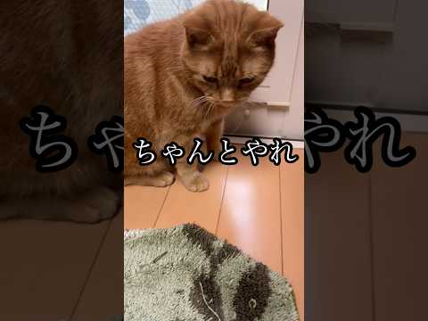 ちゃんとやれ 猫 cat アメショ ブラッシング グルーミング れん サムネイル