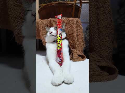 日本一ながーいチョコ　260329　のせ猫　 cat　 cute　 ねこ　 猫のいる暮らし  kitty　 kitte… サムネイル