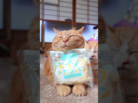 北海道マスカルポーネのホイップメロンパン　260321　のせ猫　 cat　 cute　 kitten　 cutecat… サムネイル