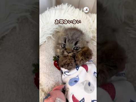 お耳ないない🤗｜PECO サムネイル