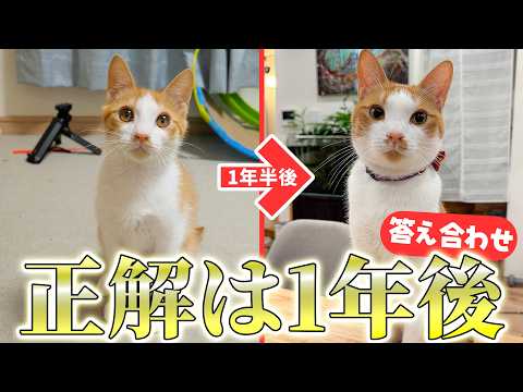 【正解は1年後】子猫の頃に予想した「1年後の姿」は当たっていたのか?答え合わせします!