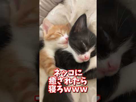 ネッコの動画で癒されたら寝ろｗｗｗ　2ch  動物  猫 癒やし ねこ動画 サムネイル