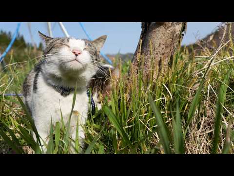 ハルガヤを食べる猫たち　260524