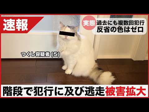 【速報】つくし逮捕案件…階段に仕掛けた「罠」で飼い主が負傷 サムネイル