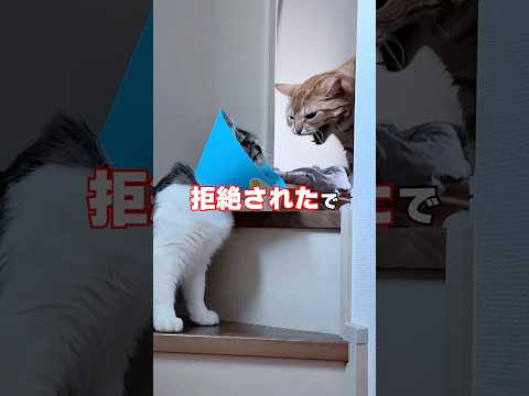 レオンくんが去勢手術をしたら同居猫から拒絶されてしまったでごわす😭😭😭 猫 サムネイル