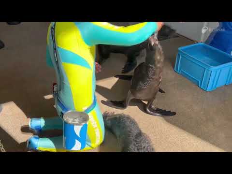 ルシアとアポロと赤ちゃんで散歩しているところ サムネイル