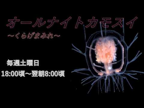 オールナイトカモスイ　～くらげまみれ～ 244 　ハシゴクラゲ サムネイル