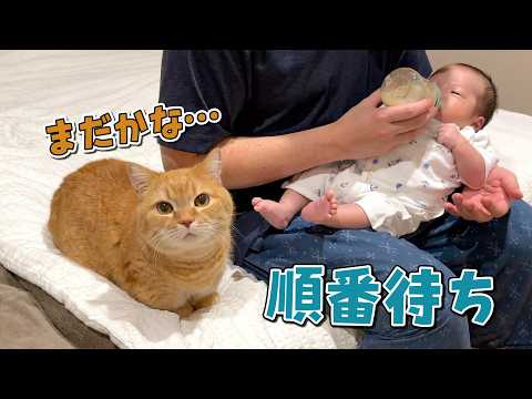 赤ちゃんのお世話をするパパに甘えたくて順番待ちする猫が可愛すぎる！