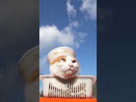 餌入れ帽子　260324　のせ猫　 cat　 猫のいる暮らし  cute　 ねこ  ネコ　 猫のいる生活　 猫　　 ね… サムネイル