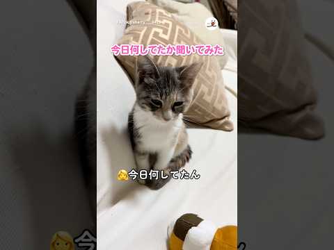 ちゃんとお返事してる|PECO