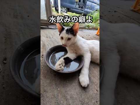 水飲みの癖が強すぎる 猫 保護猫 子ネコ サムネイル