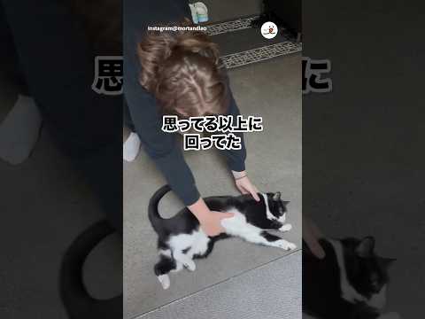 クルクル大好き猫｜PECO サムネイル