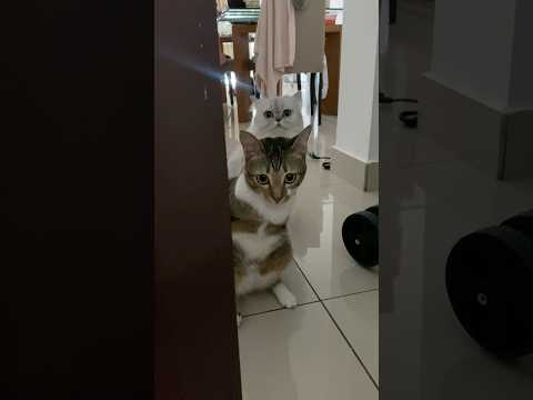 Go home — there’s a little kitty waiting for you