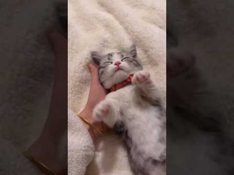んがわいいいいい♥🐈️ サムネイル