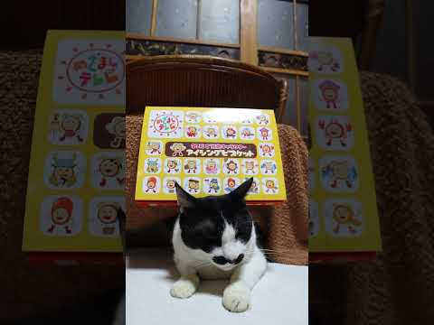 27局ご当地キャラクターアイシングビスケット　260202　のせ猫　 cat cute ねこ　 猫のいる暮らし　 cu… サムネイル