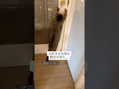 次男の部屋にチャレンジ球太 cats 球太 shorts サムネイル