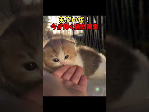ま、まぶし〜🤩 猫 cat cats cute サムネイル