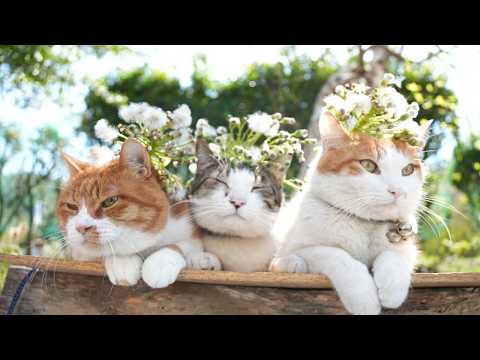 フキの綿毛　のせ猫　　260531