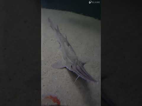 ノコギリザメ サムネイル