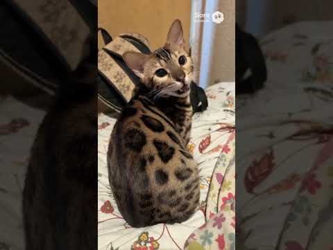 シャム猫ベンガル寝shorts funny cat猫siamese bhojpuri サムネイル