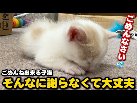 未熟児だった子猫が『ごめんね』と謝ってきました サムネイル