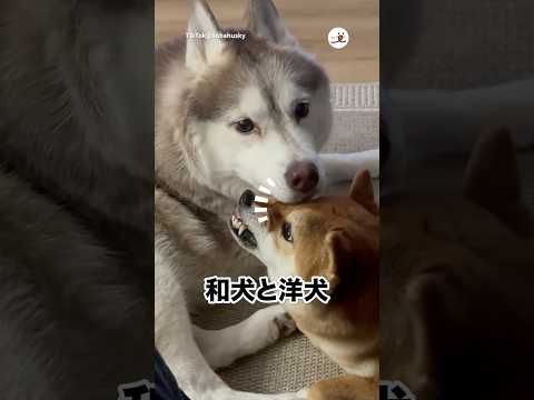 文句を言いながらも受け入れる｜PECO サムネイル