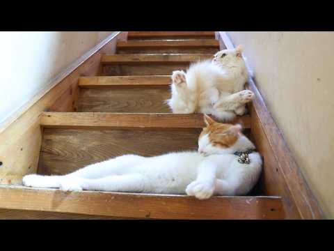 階段でお座りもふもふ　260217 サムネイル