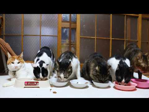 6匹の猫のお食事　260423 サムネイル