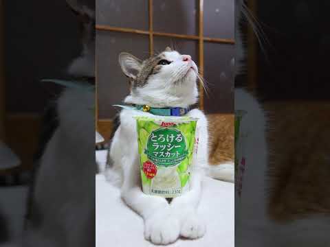 とろけるラッシー マスカット　260417　のせ猫　 cat　 cute　 ネコ　 cutecat　 ねこ　 猫のいる… サムネイル