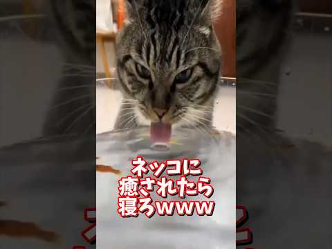 ネッコの動画で癒されたら寝ろｗｗｗ　2ch  動物  猫 癒やし ねこ動画 サムネイル